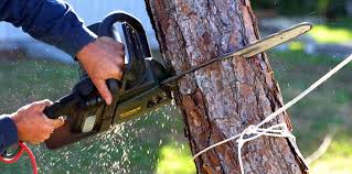 Tree and Shrub Care in Lumberton, TX