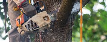 How Our Tree Care Process Works  in  Lumberton, TX