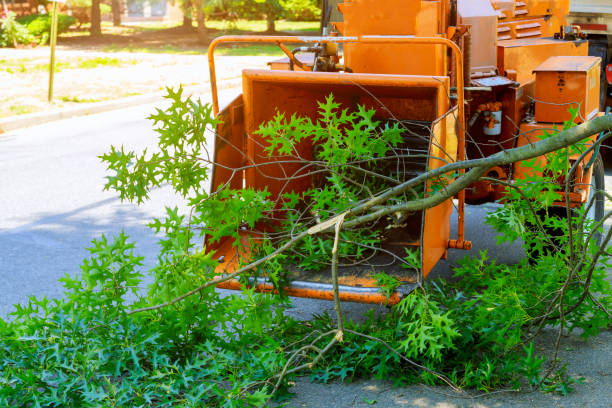 How Our Tree Care Process Works  in  Lumberton, TX